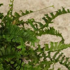 Crested Male Fern Plants (Dryopteris filix mas Crispa Cristata) 2